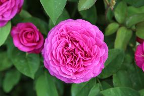 Rose Gulpembe Pink Roses