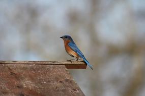 Nature Wildlife Outdoors Eastern blue bird