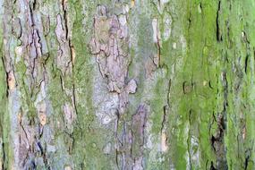 Tree Platanus The Bark