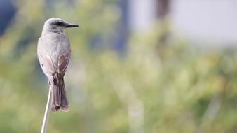 Nature Outdoors Wildlife