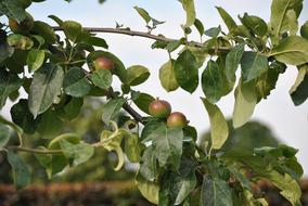 ripe apples on a tree