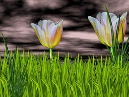 Nature Flowers Flower Flor De