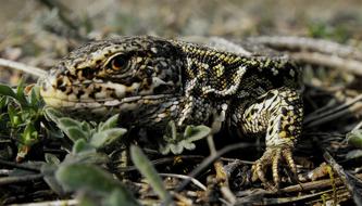 Reptiles Nature Lizards