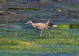 Bird Wildlife Nature