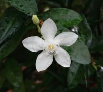 Flower Leaf Flora