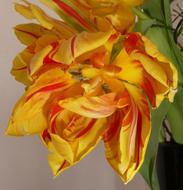 Flower Tulip Close Up