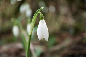 Snowdrop Flower Spring