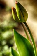 Tulip Flower Nature macro blur