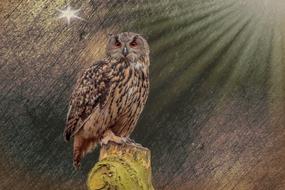 Nature Animal World Bird