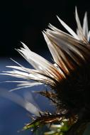a flower in the shade
