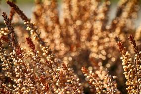 Heather Growth Nature