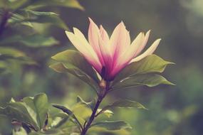Flower Plant Nature