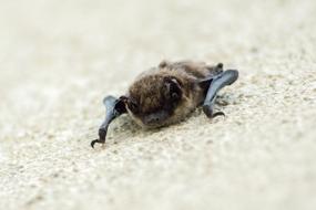 Bat Flugtier Bats Flying