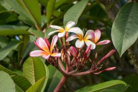 Tropical Nature Flower