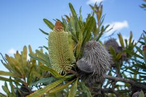 Nature Tree Outdoors