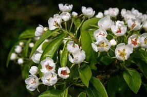 Flowers Pears macro blur