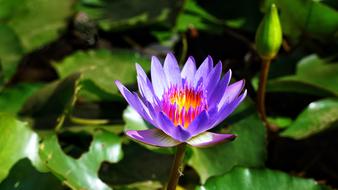 Water Lily Nature