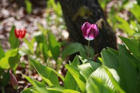 the beautiful tulip in the garden