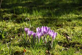 Crocus Nature Flower