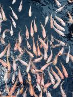 Fish River Nature Sri