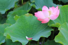 Plant Leaf Lotus