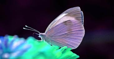 Butterfly Day Nature Insect