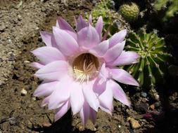 beautiful unusual flower