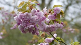Flower Nature Plant
