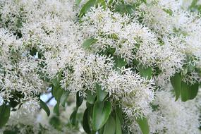 Chionanthus Retusus Tree Nan'M