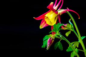 Columbine Blossom Bloom