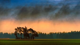 Tree Nature Panorama
