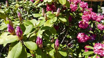 a large bush with pink flowers in spring