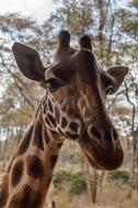 Giraffe Africa Nature