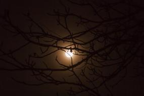 the sun burning in the branches