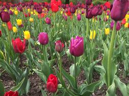 Tulip Flower Garden