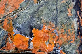 Kennedy Stone Nature