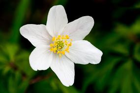 Nature Flower No Person