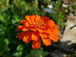 Orange Flower Spring