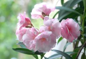 Oleander Flowers Nature Pink
