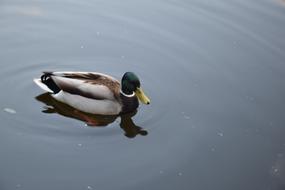 Duck Birds Monolithic Part Of The