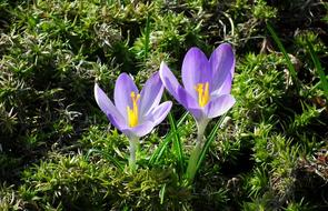 Nature Flower Spring