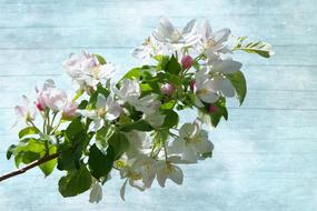 Blossom Bloom Flowering Twig