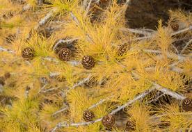Nature Trees Coniferous