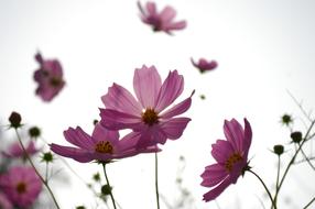 Flowers Plants Nature