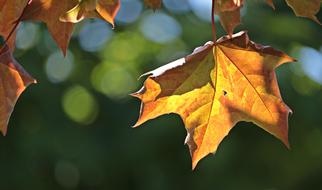 fall's beautiful leaves on the tree