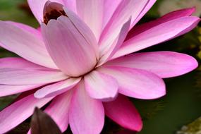 magic flower macro