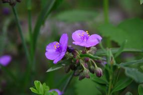 Nature Flowers Plants