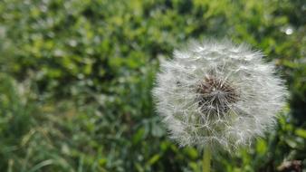 Grass Prato Green
