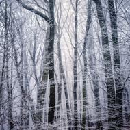 Winter Snowy Woods in forest