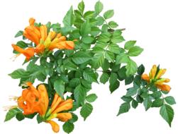 Flower Creeper Plant
